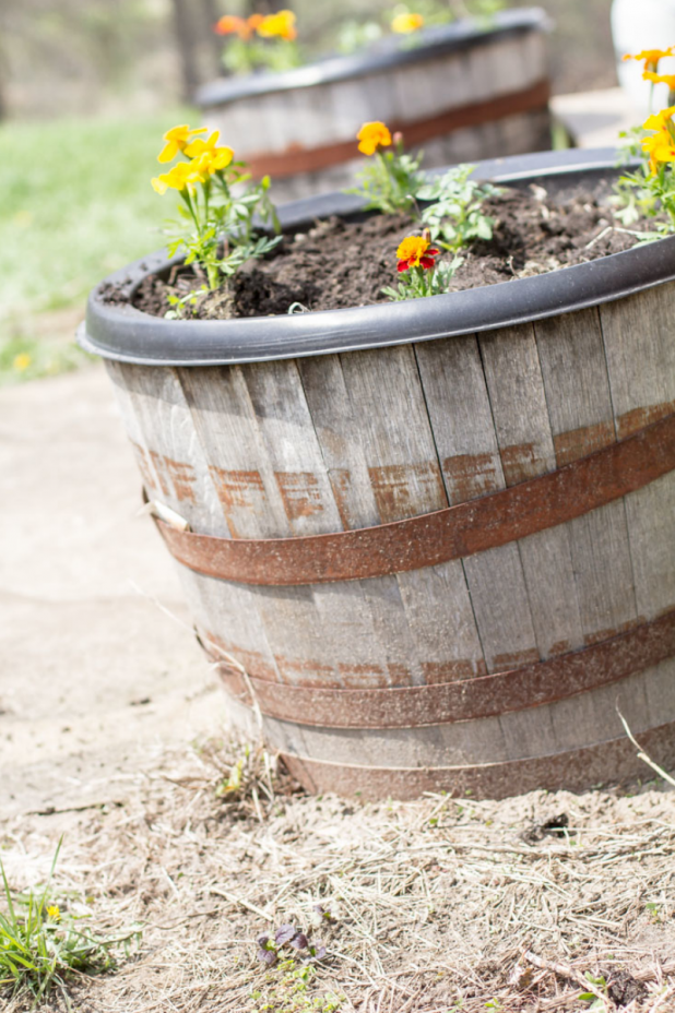 Whiskey Barrel Container Garden, Cherry Tomato Plant and Marigolds