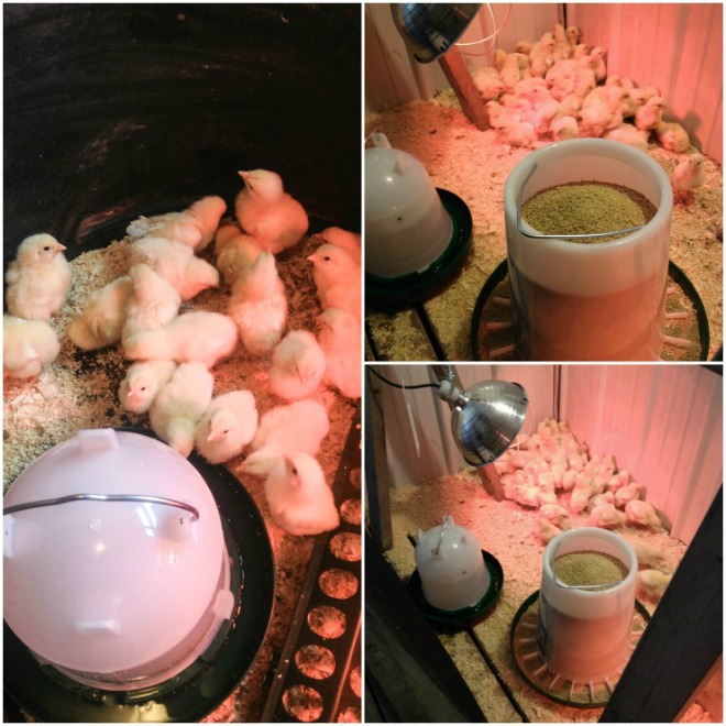 Chicken Coop Build Using Salvaged Material | CreativeCainCabin.com