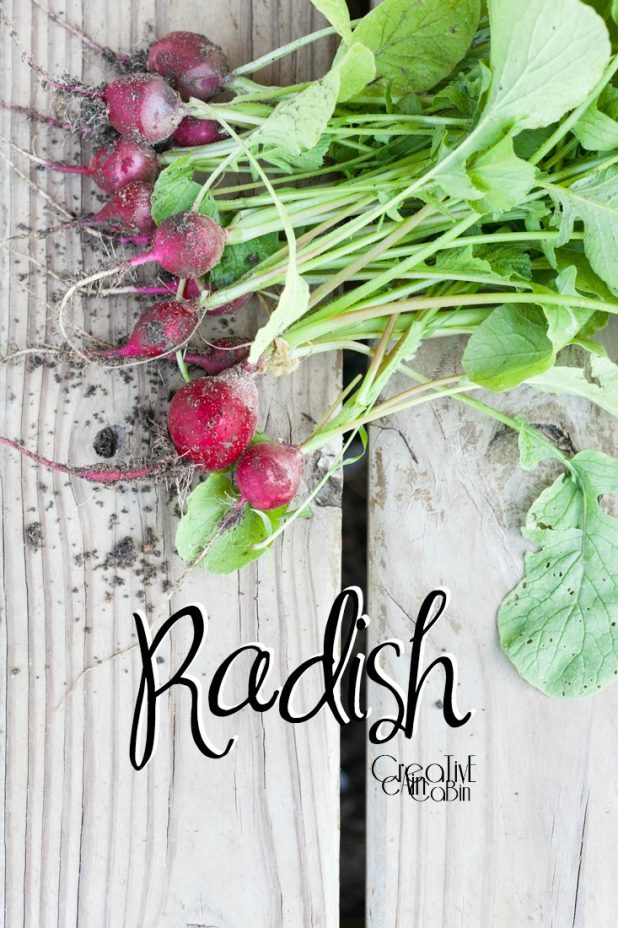 Radish | Organic Vegetables | Garden | Vegetable Garden | Harvest | CreativeCainCabin.com
