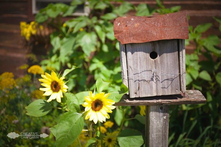 Sunflower Blooms and a Rustic Birdhouse  | CreativeCainCabin.com