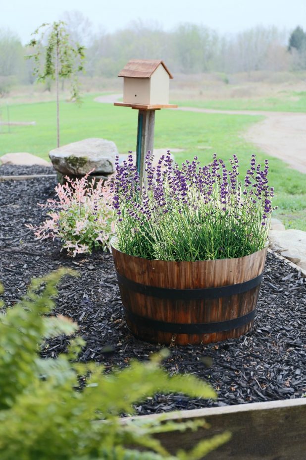 Flamingo Willow and Lavender Whiskey Barrel Landscape Additions 