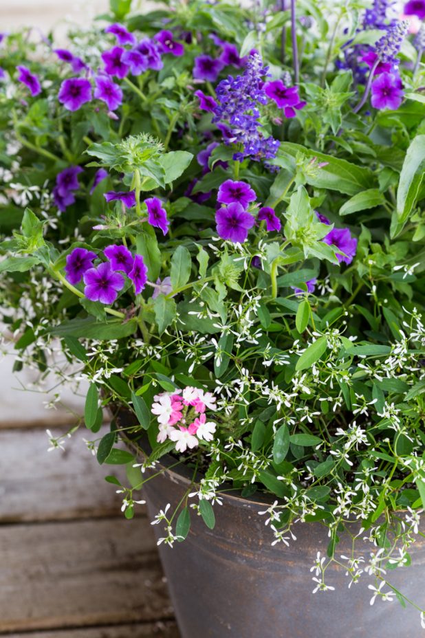 Summer Flowers in Containers
