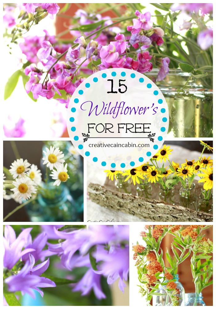 15 Wildflower’s You Can Find For FREE