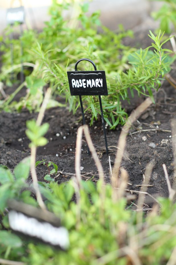 Rustic Plant Labels, Container Garden, Rosemary, Herbs That Keep Deer and Rabbits Out