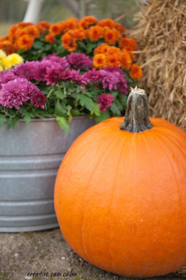 Simple Fall Decor Using Mums in Galvanized Buckets, Pumpkins, and a Vintage Bike
