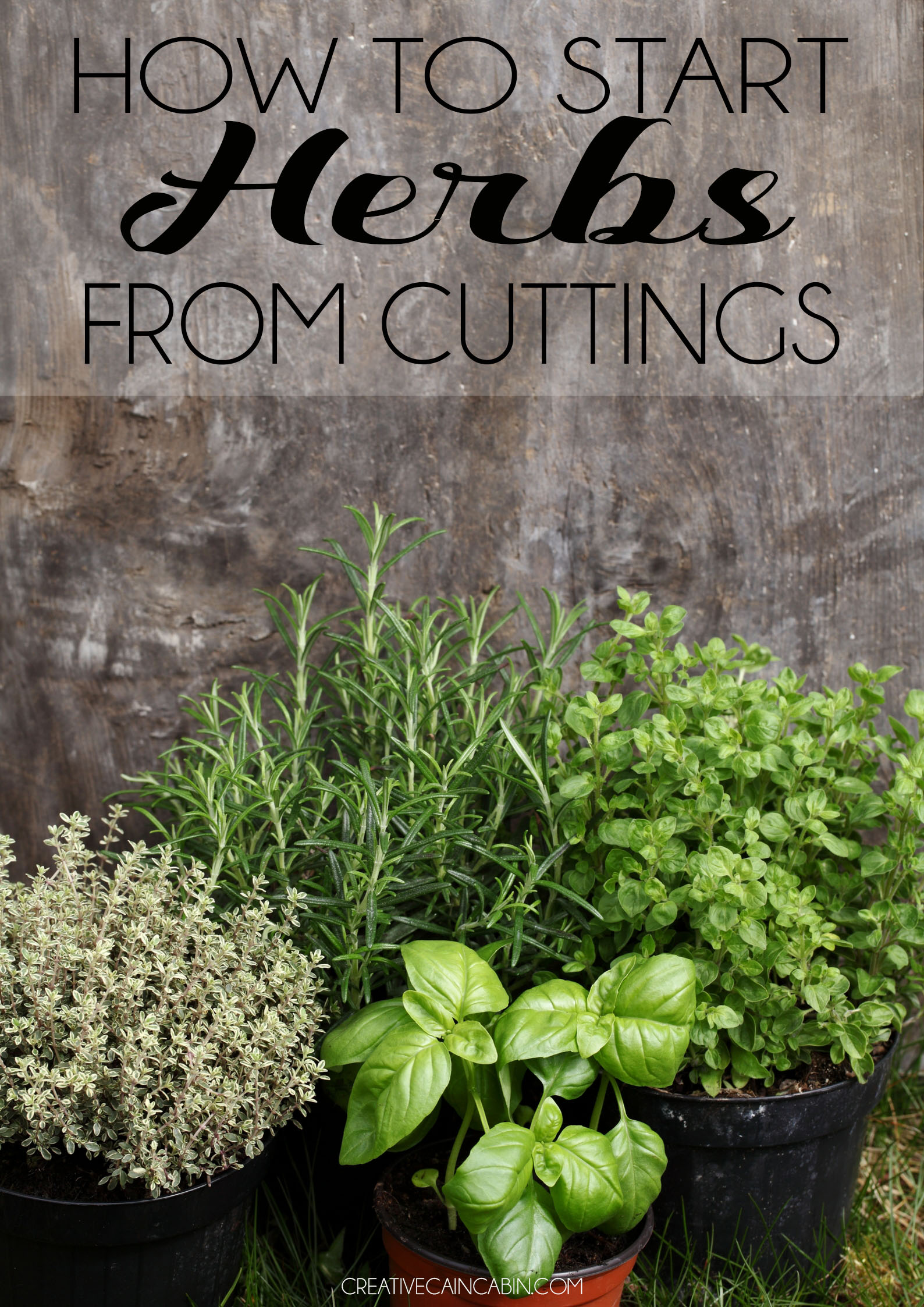 How To Start Herbs From Cuttings