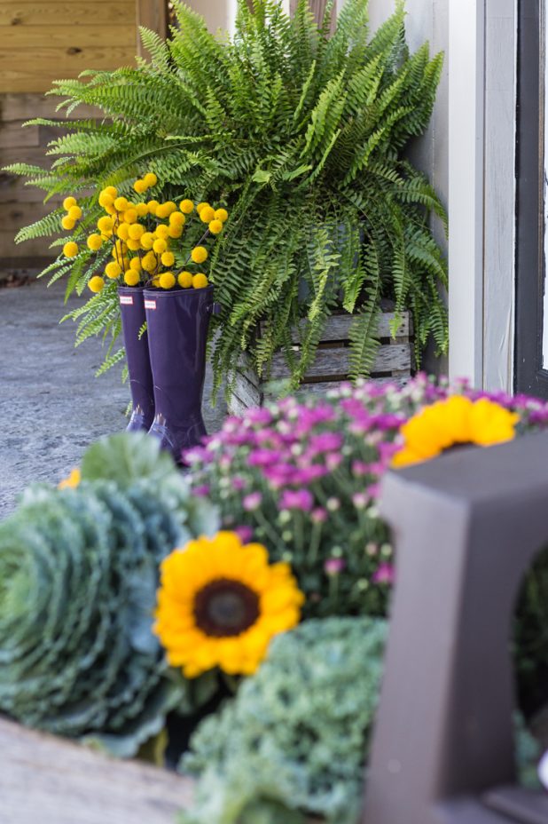 Fall Container with Purple Mum, Decorative Cabbage, and Sunflowers