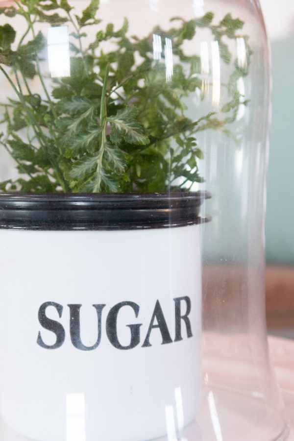 Plants Under Glass Cloche CREATIVE CAIN CABIN