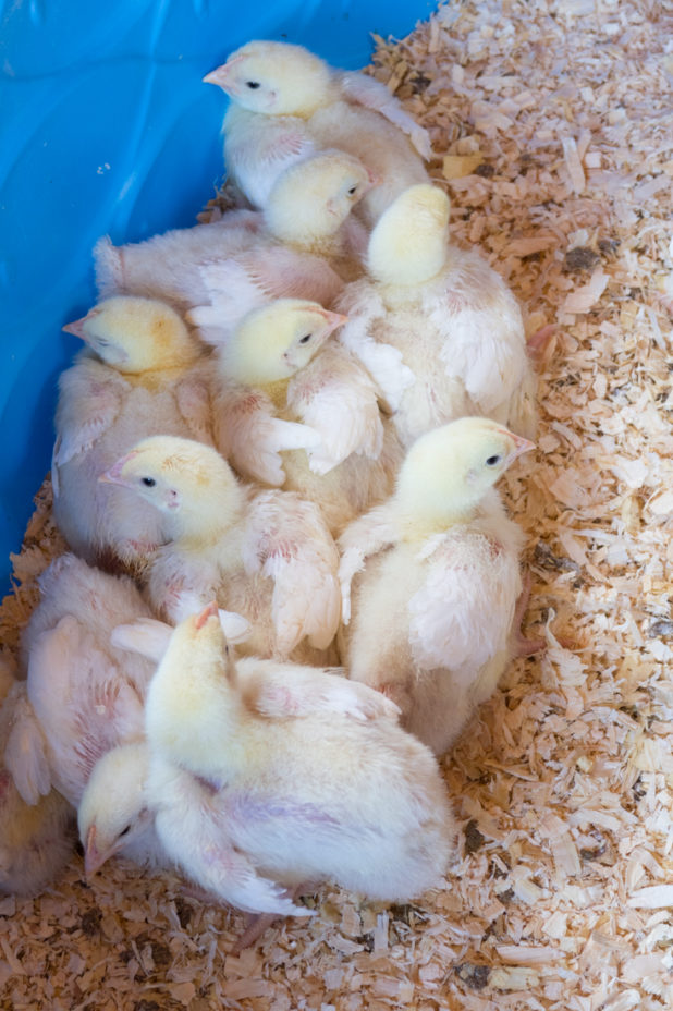 Jumbo Cornish Cross Meat Chickens