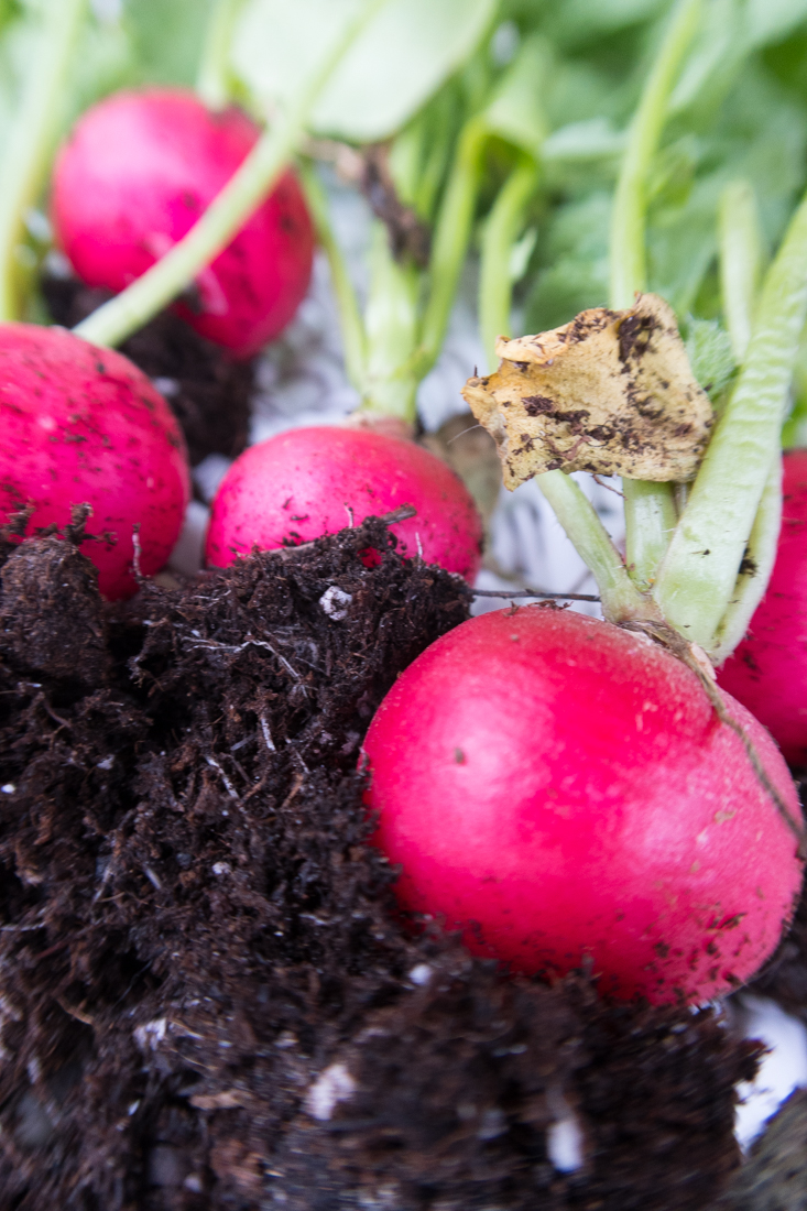Radishes | The First Vegetable Ready In The Garden