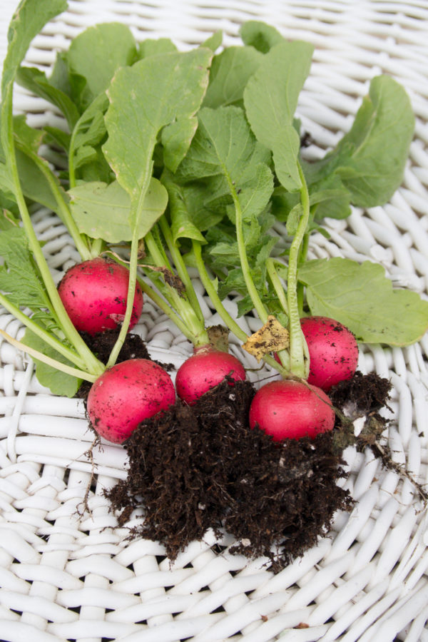 Radishes The First Vegetable Ready In The Garden CREATIVE CAIN CABIN