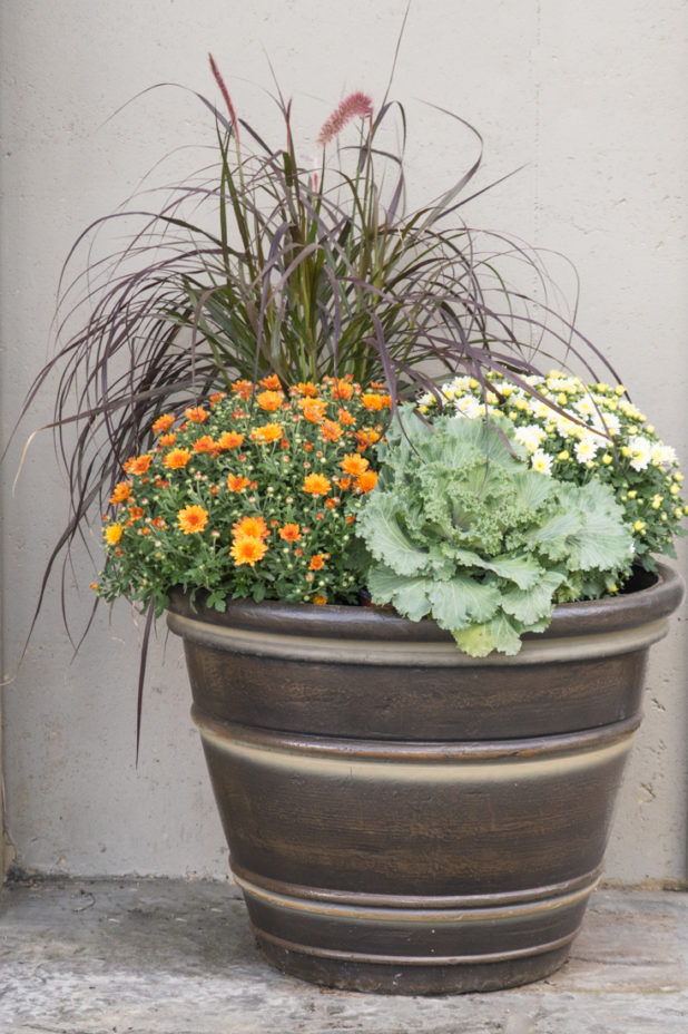 Fall Mums in Burnt Orange and White, Fall Container Garden, Traditional Fall Decorating Colors, Ornamental Cabbage, Red Grass