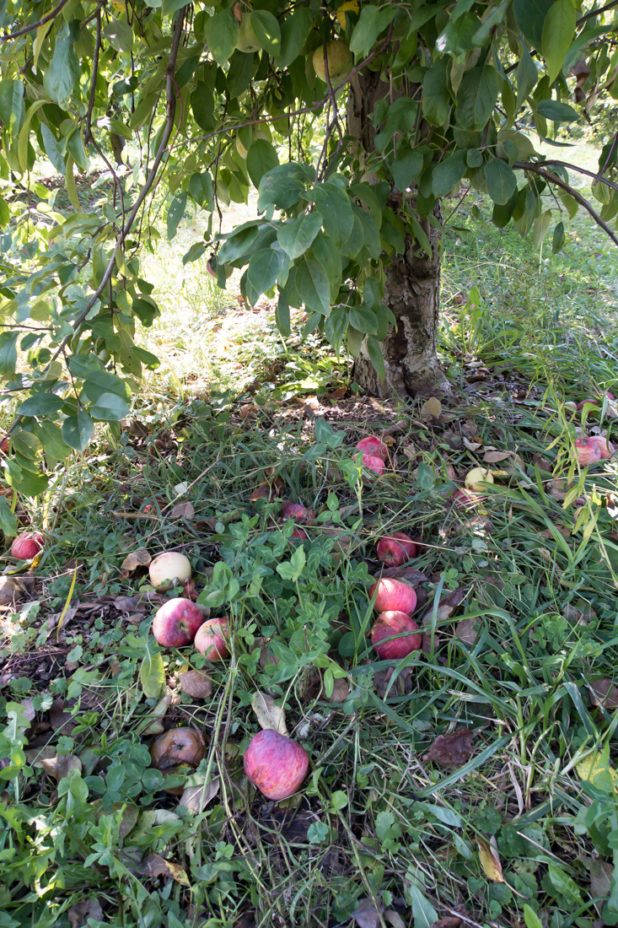 Apple Orchard, Fall