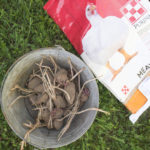 How To Plant Potatoes In Feed Bags