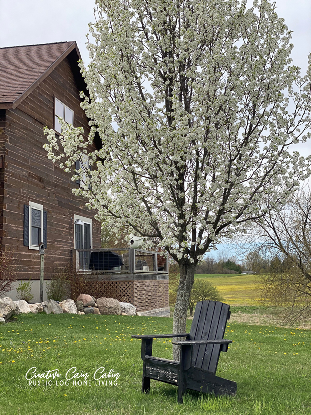 Log Home, Flowering Pear Tree