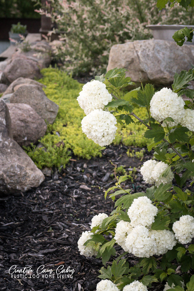 Blooming Snowball Bush