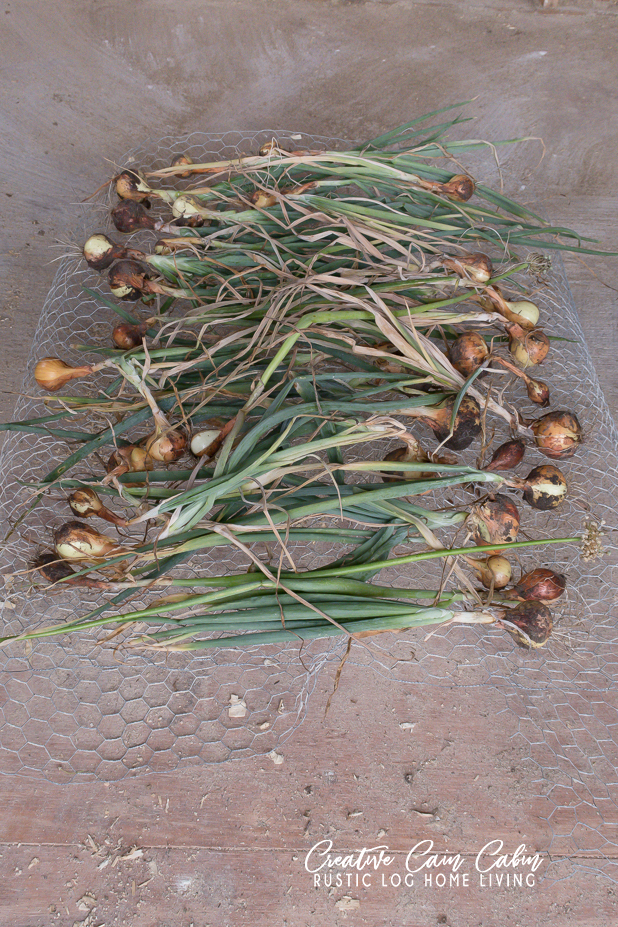 How to Harvest and Store Onions