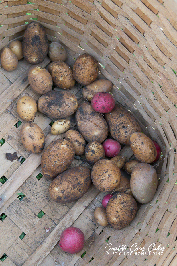 Potatoes, Homestead, Vegetable Garden, Produce, Living Off The Land