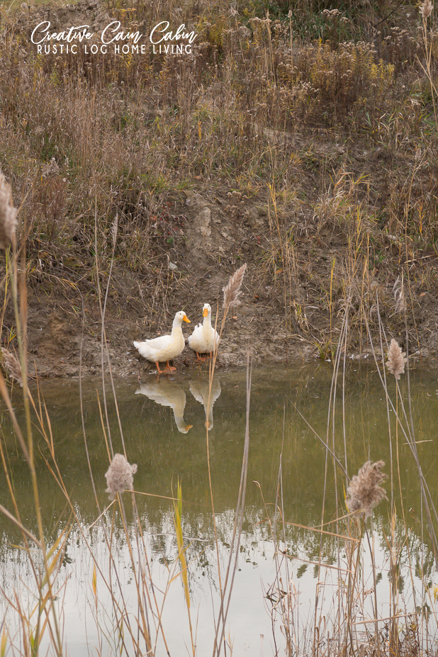 Pekin Ducks, Marigold and Daisy
