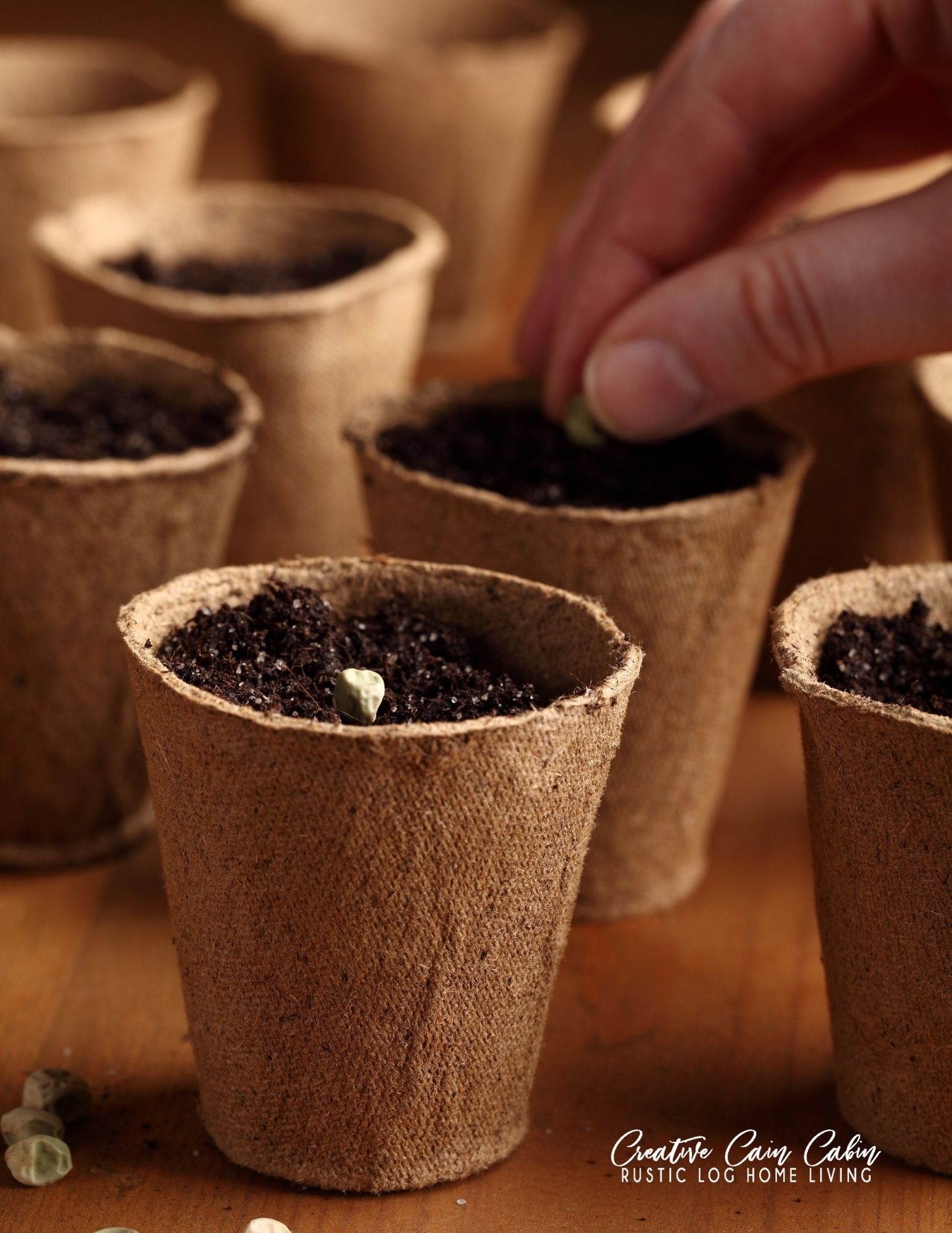 How To Plant Vegetable Seeds Indoors CREATIVE CAIN CABIN