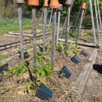 Tomatoes: From Seed, Grow Lights,  Up-Potting, and Planting