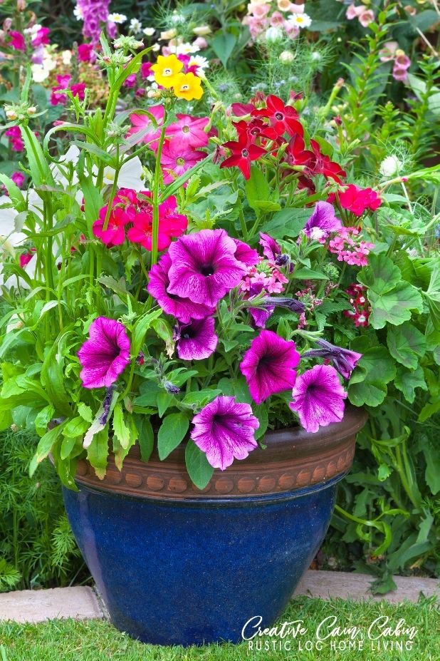 Colorful Flower Planter Ideas