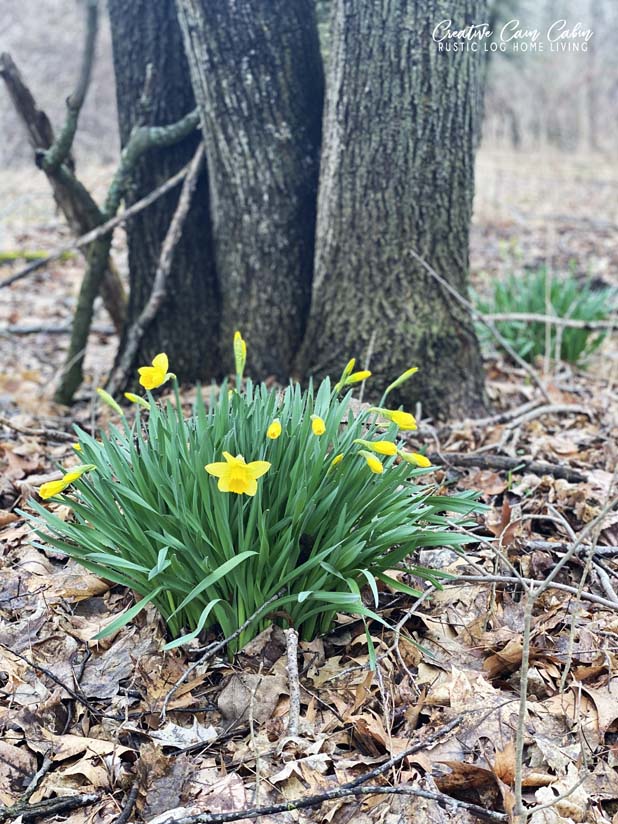 Walking For Anxiety Seeing Signs Of Spring