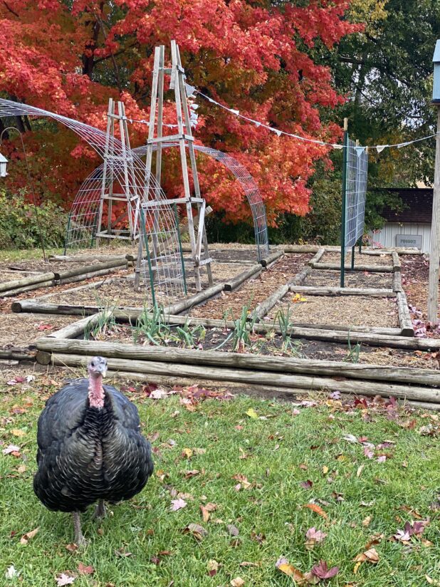 Fall Color, Raised Bed Garden, Bird House, Garden Trellis, Garden Bunting, Pet Turkey