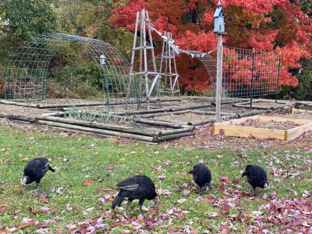 Fall Color, Raised Bed Garden, Bird House, Garden Trellis, Garden Bunting, Pet Turkey