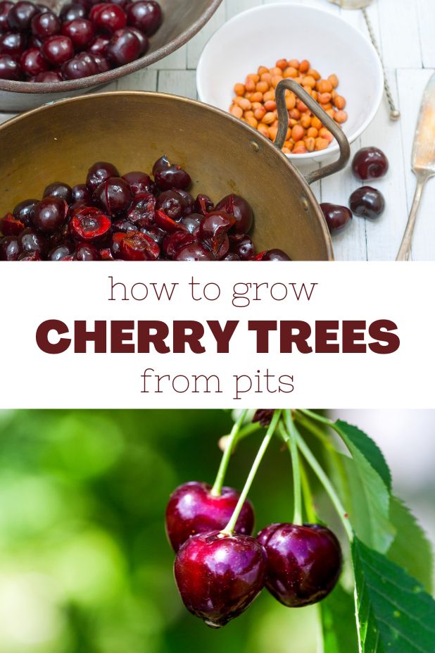 How to Grow Cherry Trees From Cherry Pits