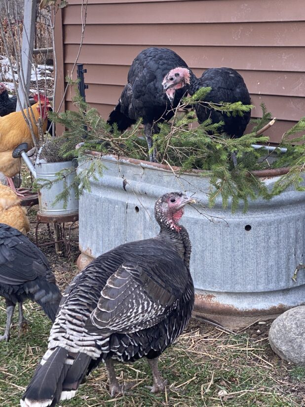 Christmas Chicken Coop Decor With The Flock