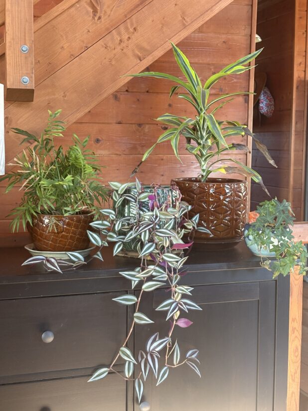 Transitioning House Plants Back Inside For The Season