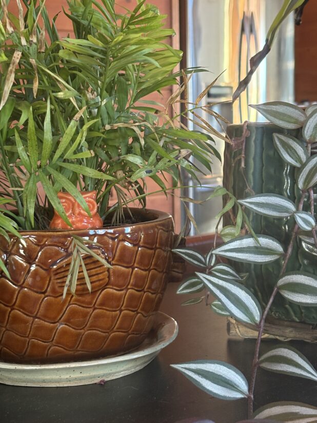 Transitioning House Plants Back Inside For The Season