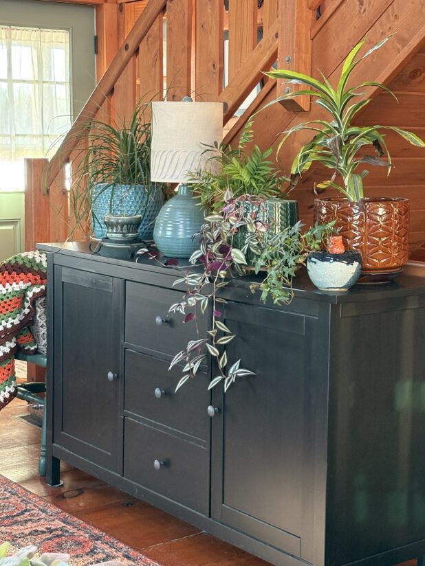 Transitioning House Plants Back Inside For The Season