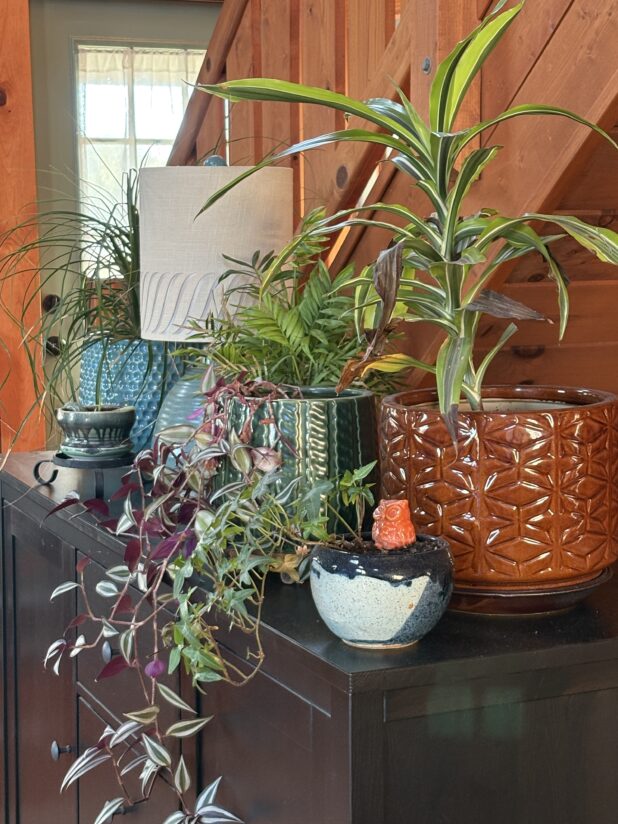 Transitioning House Plants Back Inside For The Season