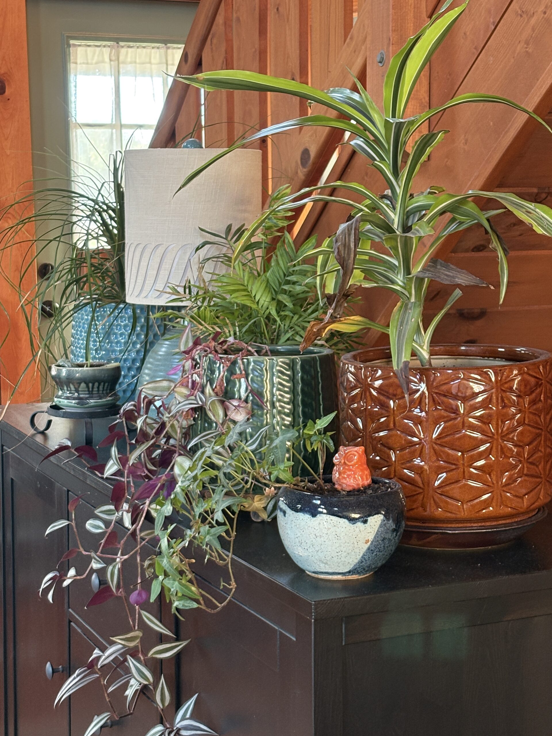 HERE’S HOW I TRANSITION MY INDOOR PLANTS BACK INDOORS FOR THE SEASON