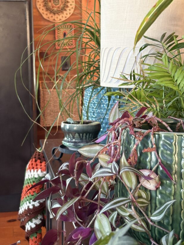 Transitioning House Plants Back Inside For The Season