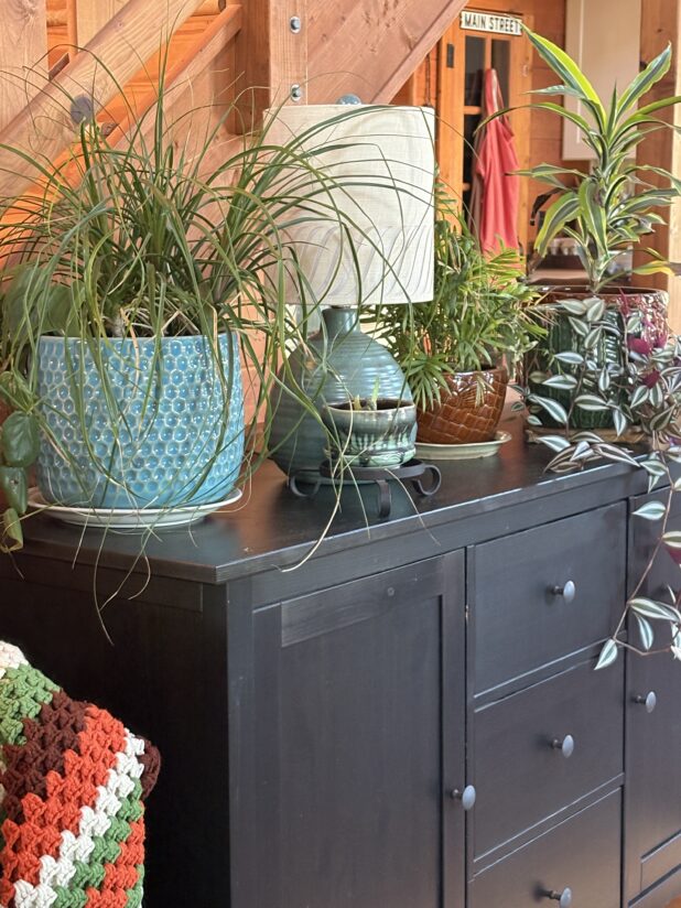 Transitioning House Plants Back Inside For The Season