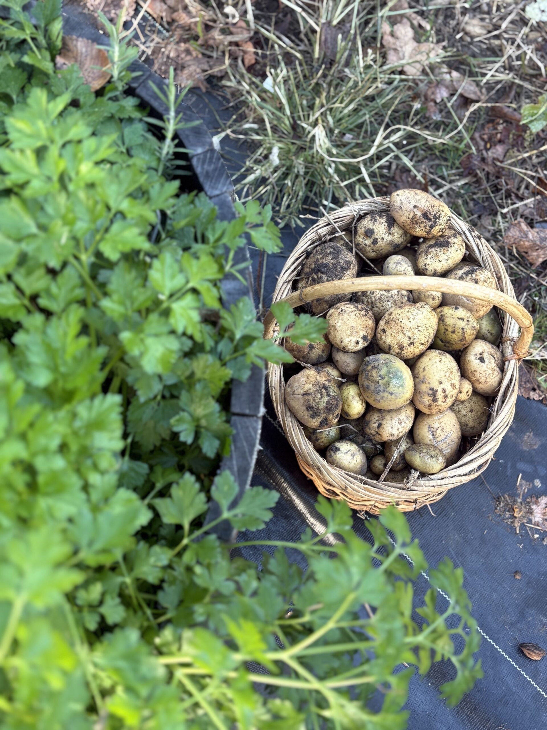 Garden Potatoes